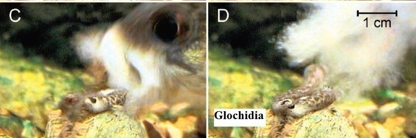 Penyemburan glochidia oleh indukan kijing kepada ikan